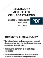 Celliadapt 1