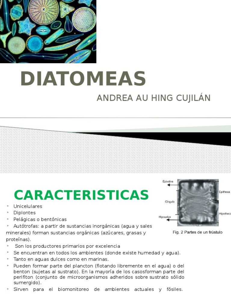 DIATOMEAS | PDF