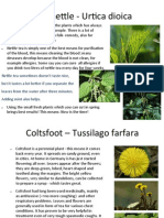 Urtica, Tussilago, Wild Garlic Nina-Frieda FERTIG