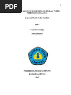 1 Pengaruh Penggunaan Dosis Pupuk Bokashi Kotoran Sapi 