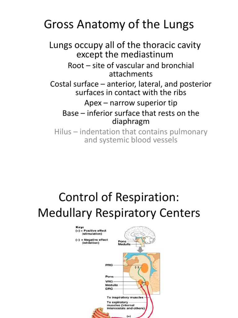 Gross Anatomy of The Lungs | PDF