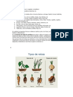 Diferentes Tipos de Verduras