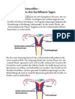 Menstruationszyklus Info