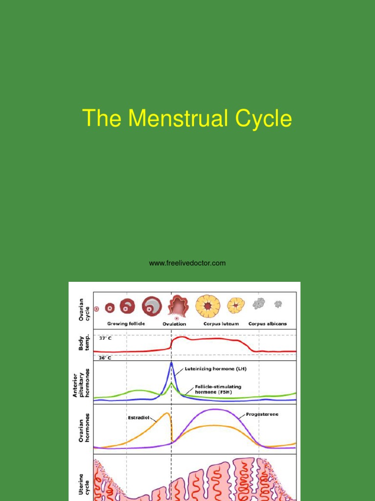 The Menstrual Cycle | PDF | Luteinizing Hormone | Menstrual Cycle