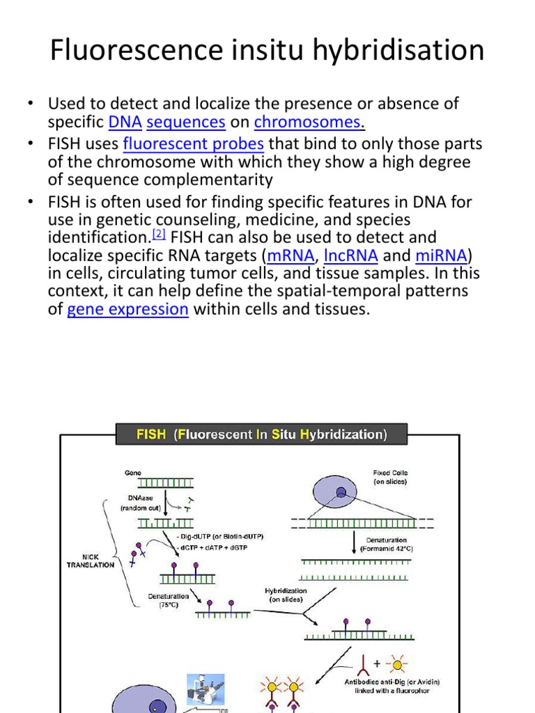 Fluorescence In Situ Hybridization Guide | PDF | Fluorescence In Situ ...