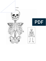 Guia Esqueletorecortable Naturales 2basico