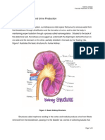 Kidneys and Urine