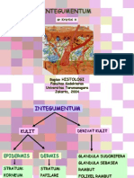 Integumentum 2