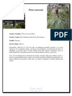 Pinus-oaxacana.pdf