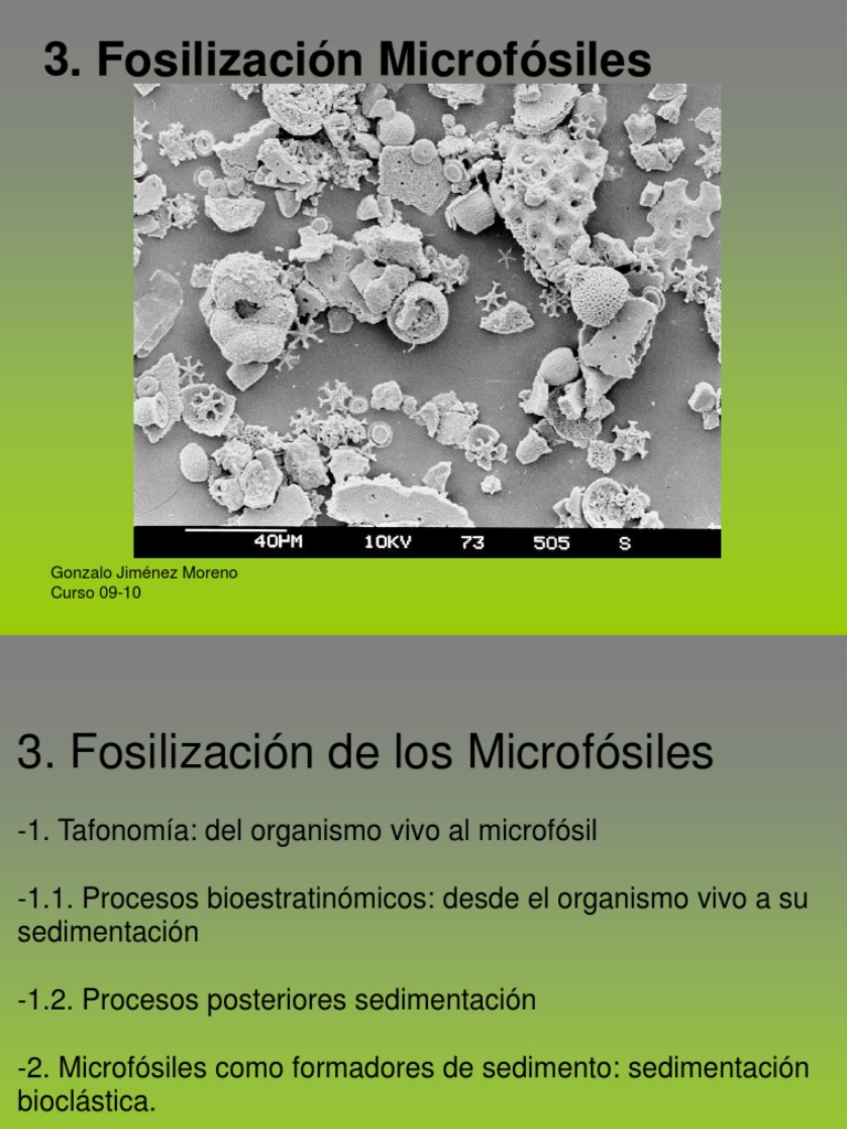 Fosilizacion Microfosiles | PDF | Fósil | Ciencias de la Tierra