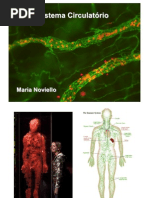 sistema circulatorio TURMA PO2.pdf