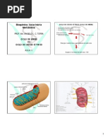 BIOQ VET MET AULA II CICLO DE KREBS.pdf