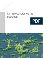 La Reproduccion de Las Bacterias .