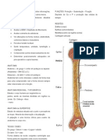 ANATOMIA PALPATÓRIA - Conceitos, Movimentos Etc