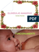 Glándulas Mamarias. Embriología