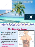 Digestive System