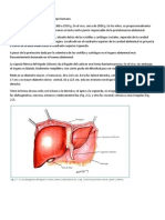 ANATOMIA de Higado