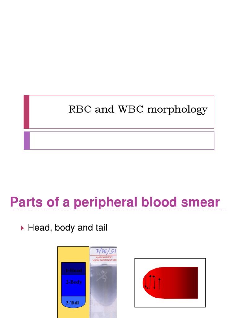 RBC and WBC Morphology | PDF | Anemia | White Blood Cell