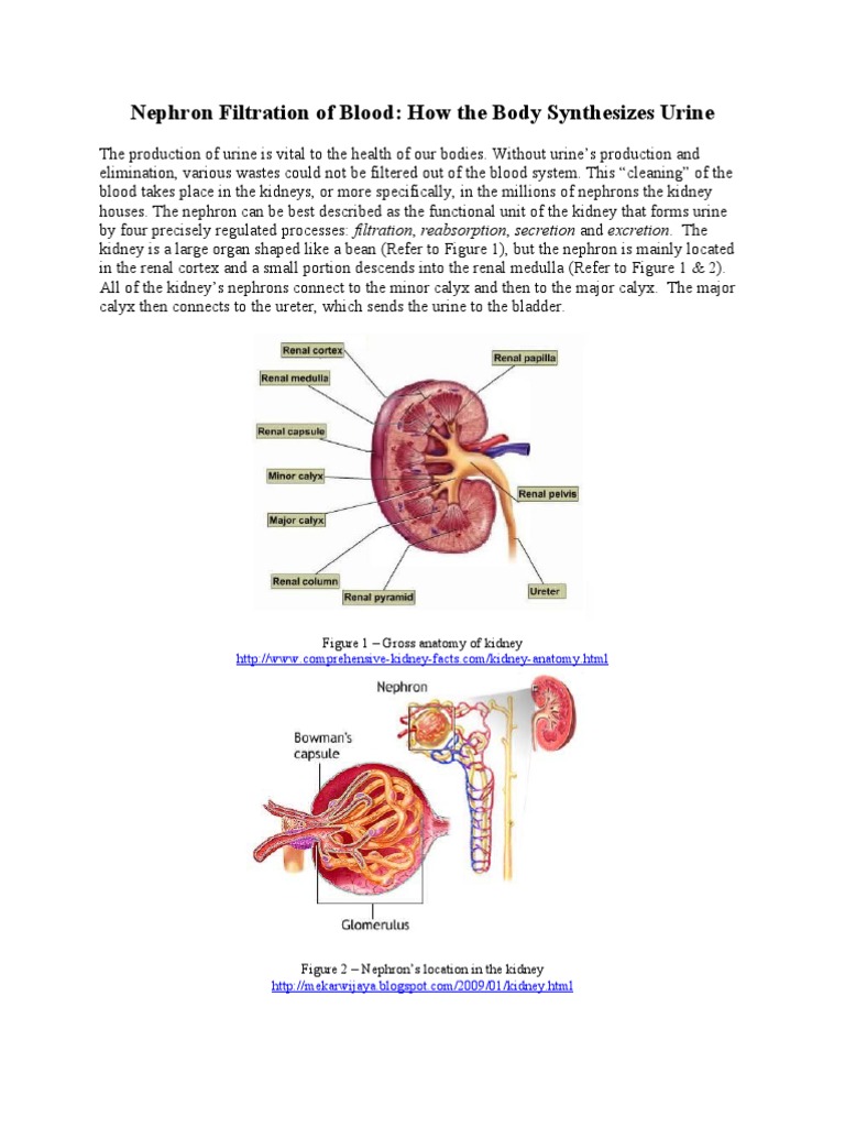 Nephron | Kidney | Organ (Anatomy)