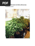 guia do cultivador de sálvia divinorum