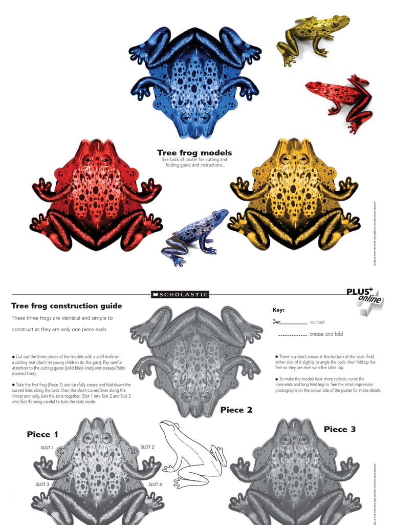 Tree Frog Models: See Back of Poster For Cutting and Folding Guide and ...