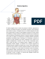 Anatomia Sistema Digestivo 2