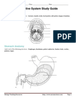 Digestive System Study Guide