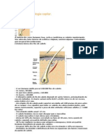 Anatomia e Fisiologia Capilar