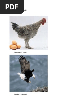 Hewan Ovipar
