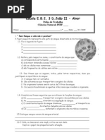 Ficha Sistema Circulatorio