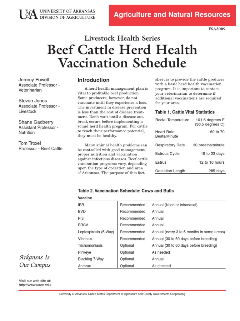 Beef Cattle Vax Protocol Cattle Vaccines