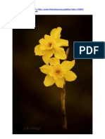 Narcissus cerrolazae, fotografías en Internet  (2013)