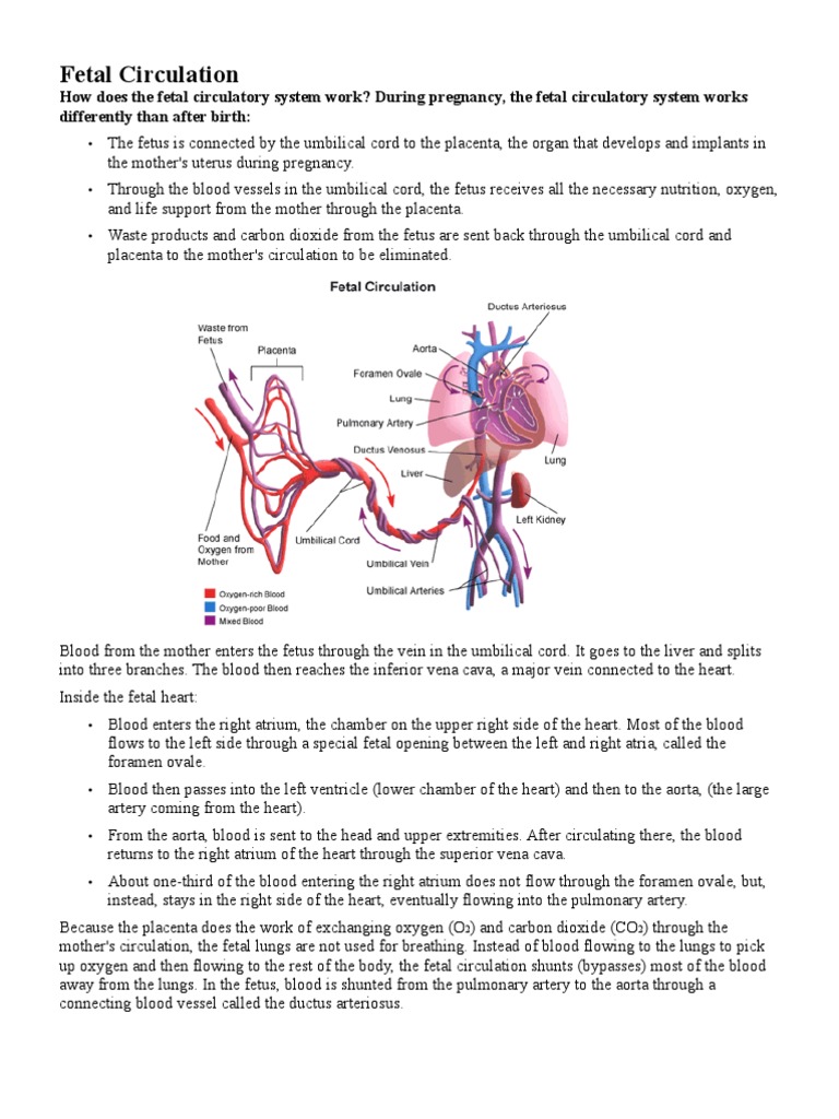 Fetal Circulation | Fetus | Circulatory System