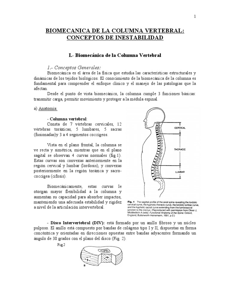 Biomecánica y Funciones de la Columna | PDF | La columna vertebral ...