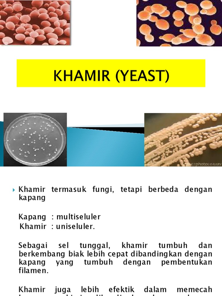 Perbedaan Khamir dan Kapang | PDF