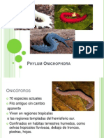 Phylum Onichophora