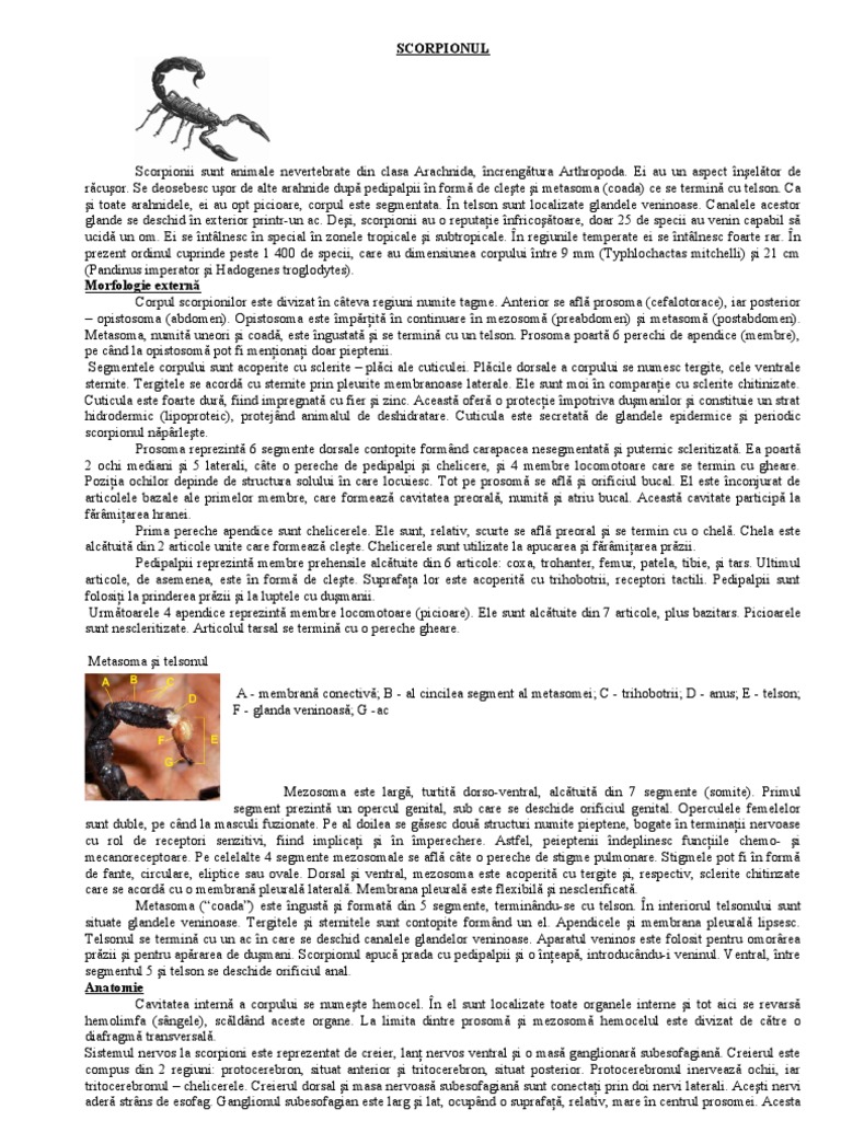 Scorpion | PDF