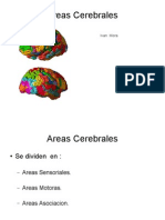 05 - Areascerebrales