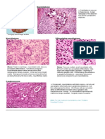 Endocrine Pathology p33-47