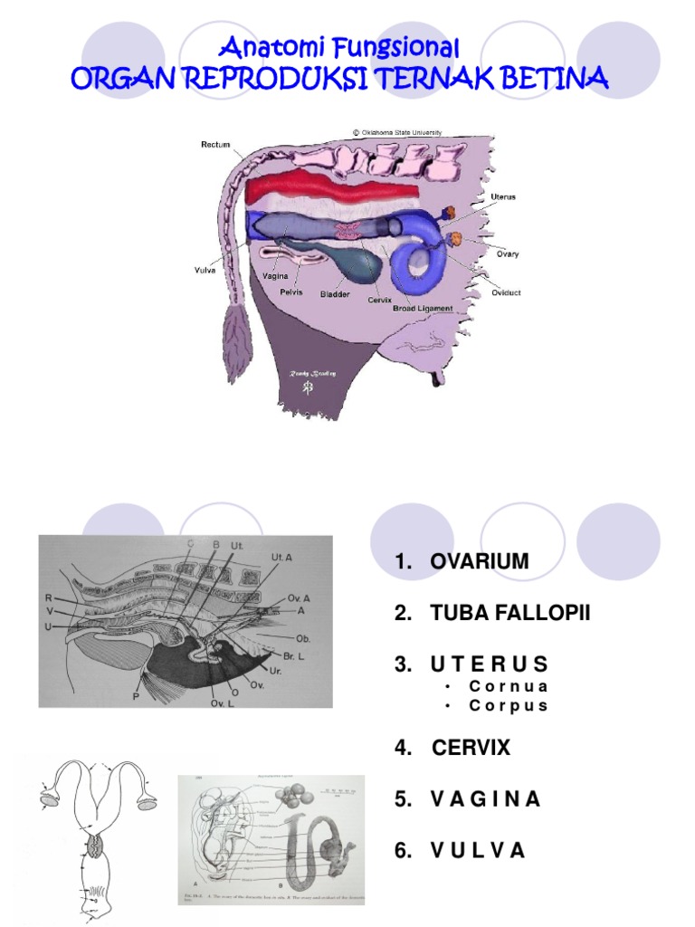 Anatomi Fungsional Organ Reproduksi Ternak Betina