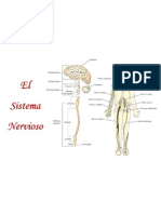 El Sistema Nervioso.pdf