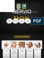 Nervio Facial