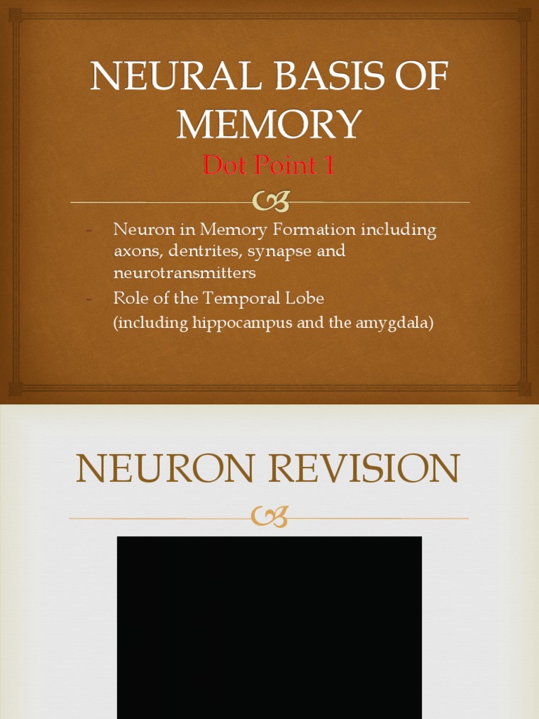 Neurons and Memory Formation Explained | PDF | Memory | Neuron