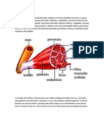 Niveis de Organização