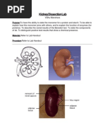 Download Biology Lab- Kidney by Madhavan Manohara SN139496197 doc pdf
