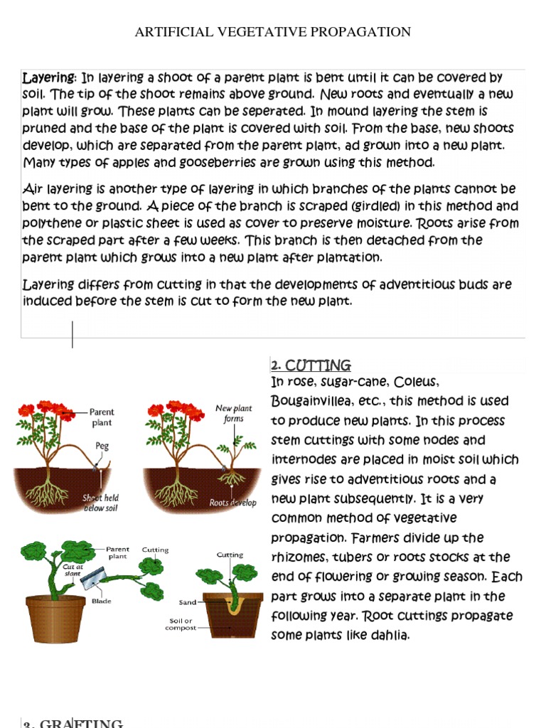 Vegetative Propagation Definition, Types, Examples,, 50 OFF