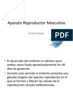 Aparato Reproductor Masculino Embriologia