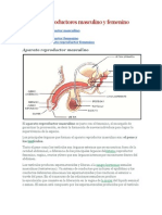 Aparatos Reproductores Masculino y FemeninoBBBBBBBB