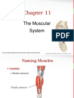 The Muscular System PP