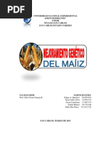 MEJORAMIENTO GENÉTICO DEL MAÍZ (ENSAYO-EDDY MAR)